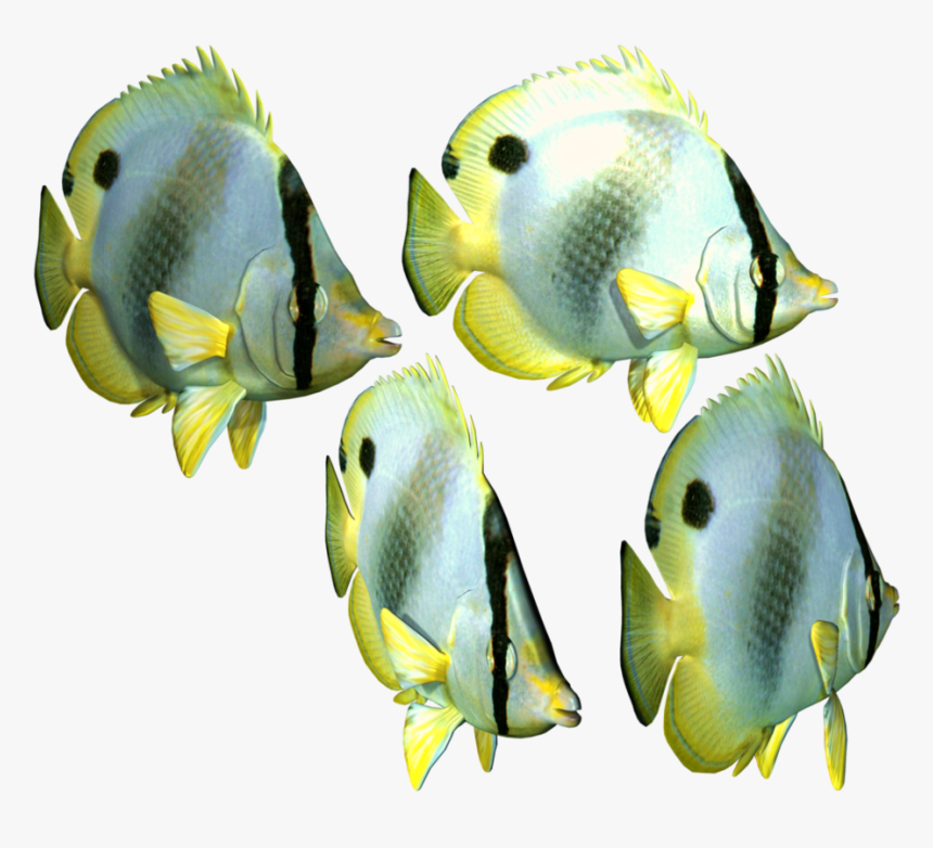 Fishes In Sea Png, Transparent Png, Free Download