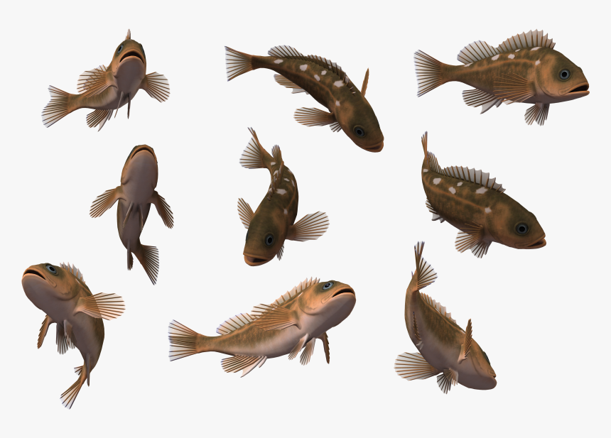 Tropical Fish 3d Computer Graphics Wallpaper - Fishes Png, Transparent Png, Free Download