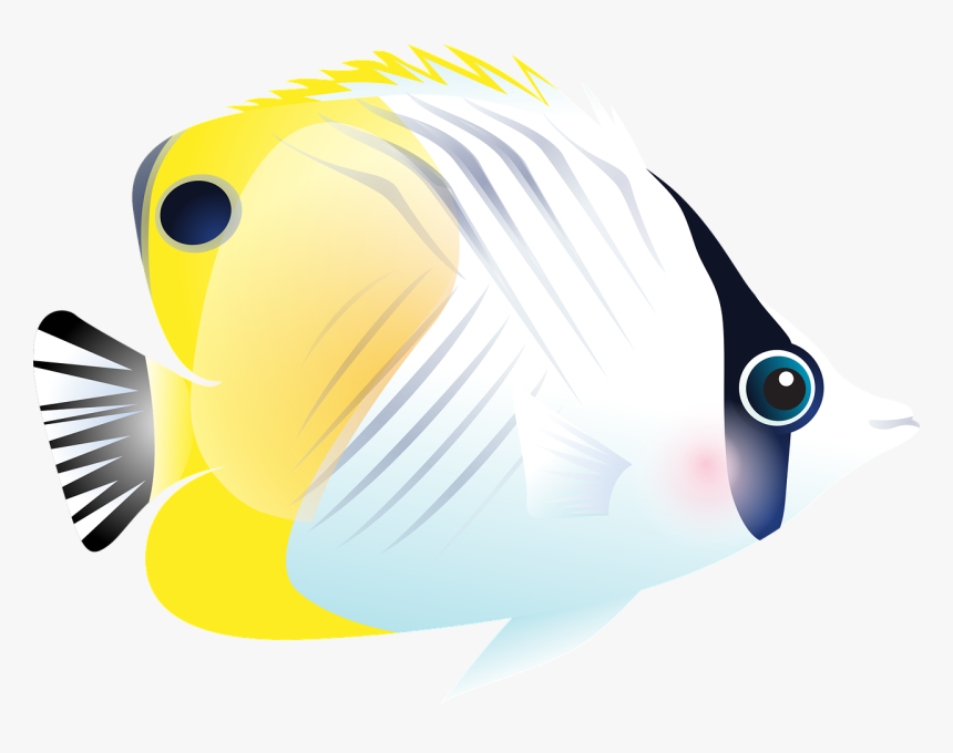 Exotic Fish, HD Png Download, Free Download