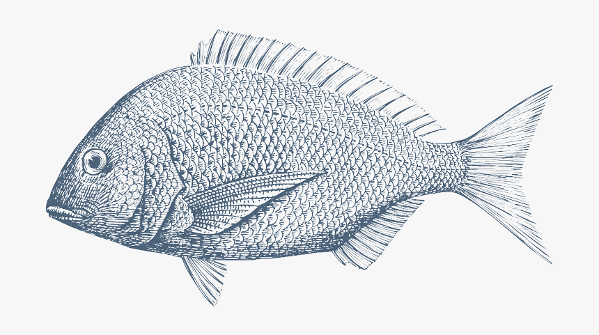Sunfish Drawing Tropical Fish - Dorada Dibujo, HD Png Download, Free Download