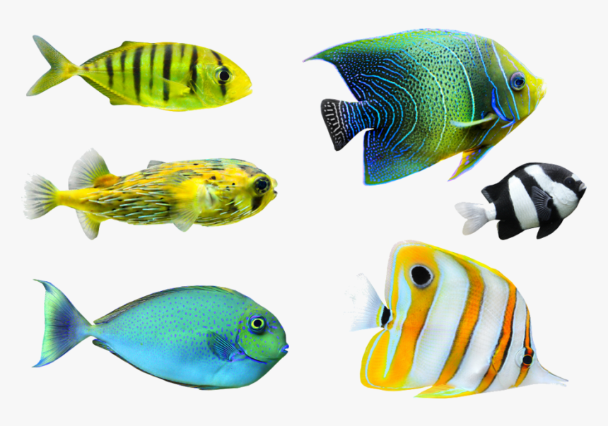 Aquarium Color Fish Png, Transparent Png, Free Download