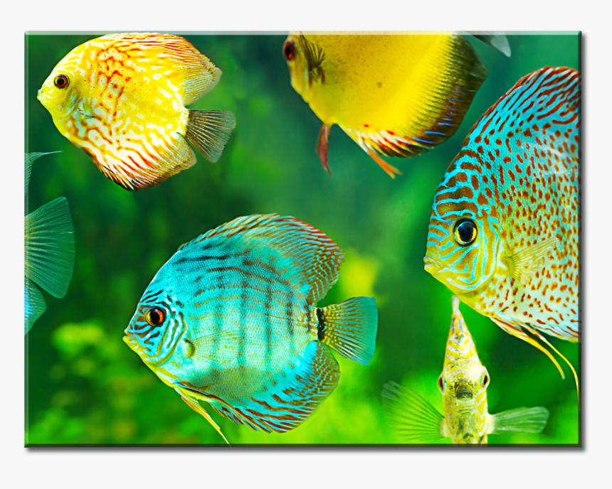 Aquarium Discus Fish, HD Png Download, Free Download