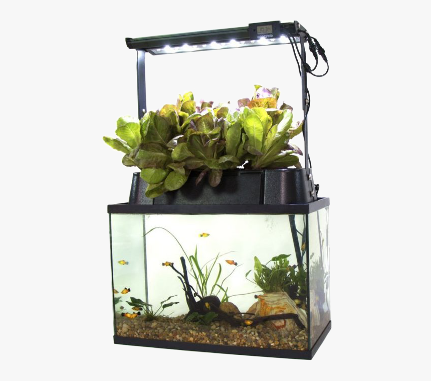 Pictures Some Of The Most Beautiful Fish - Aquaponics Kit, HD Png Download, Free Download