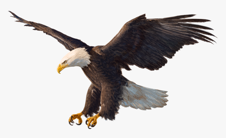 Bald Eagle Drawing - Bald Eagle Png, Transparent Png, Free Download