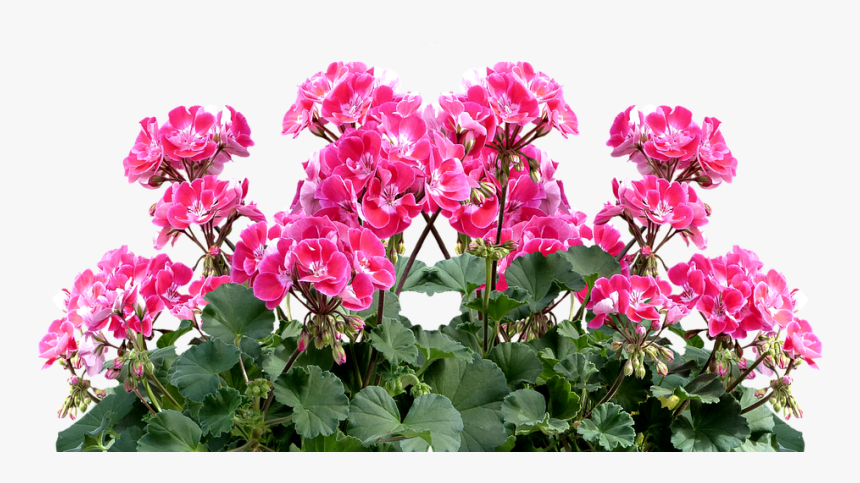 Geranium, Balkonblumen, Summer, Balcony Plant, Flower - Geranium Plant Png, Transparent Png, Free Download