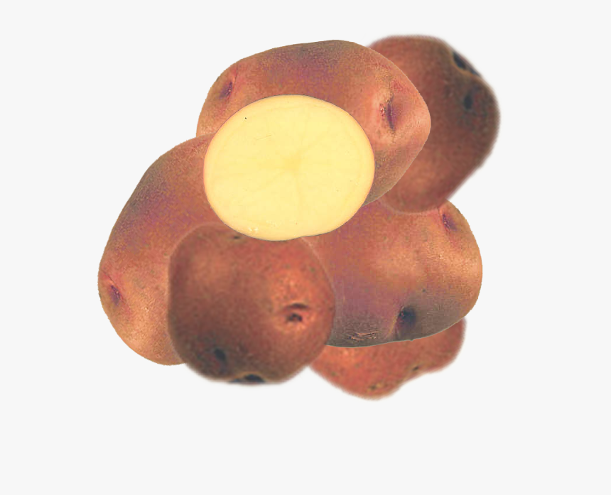 Adirondack Blue Potato, HD Png Download, Free Download