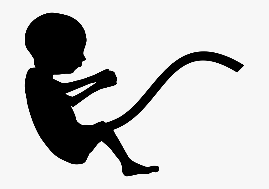 Fetus Silhouette - Fetus Silhouette Png, Transparent Png, Free Download
