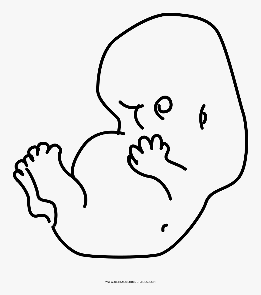 Fetus Coloring Page - Line Art, HD Png Download, Free Download