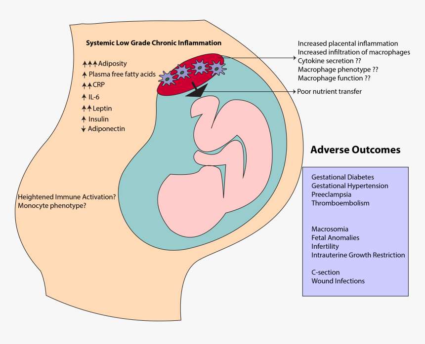 Diagram, HD Png Download, Free Download