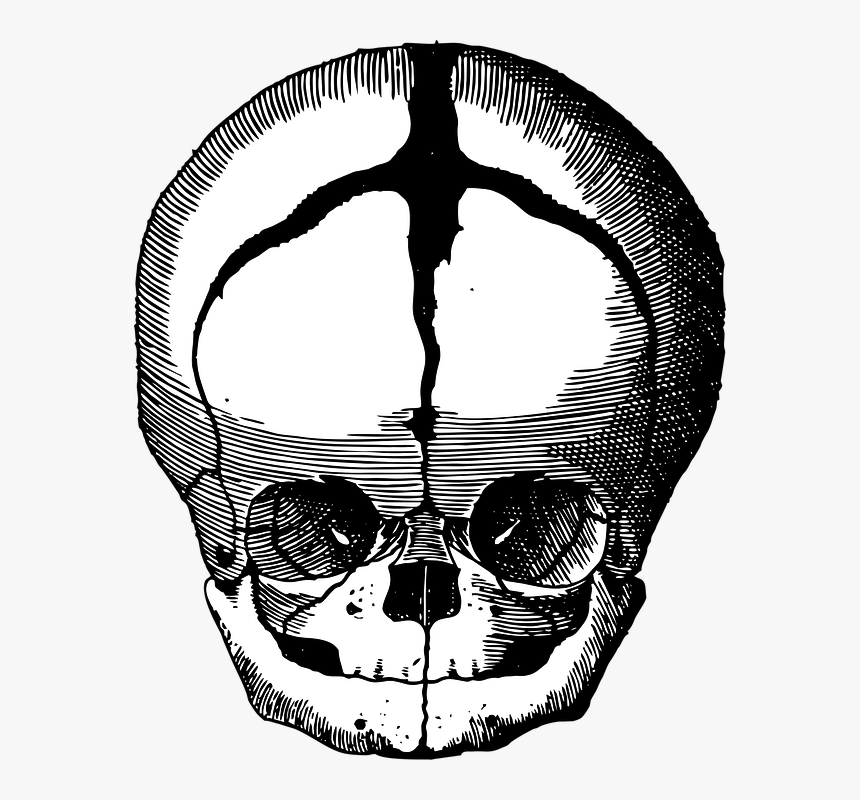 Fetus Skull, Skull, Fetus, Vintage, Medical, Human - Feto Craneo, HD Png Download, Free Download