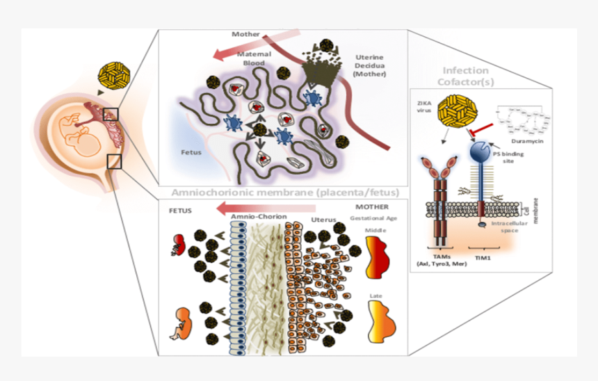 Zika Virus Transmission To Fetus, HD Png Download, Free Download