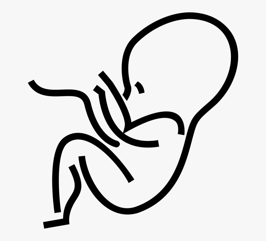 Transparent Embryo Clipart - Human Fetus Outline, HD Png Download, Free Download