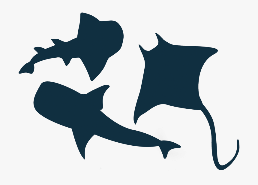 Great White Shark Vector Graphics Illustration Clip - Clipart Silhouette Shark Fin, HD Png Download, Free Download