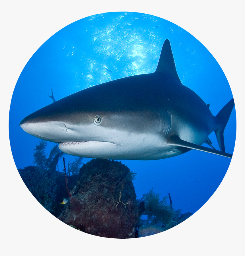 Hungry Shark World Oceana, HD Png Download, Free Download
