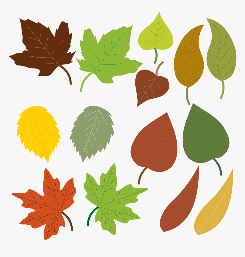 Variety Of Leaves Clip Arts - Types Of Leaves Clipart, HD Png Download, Free Download