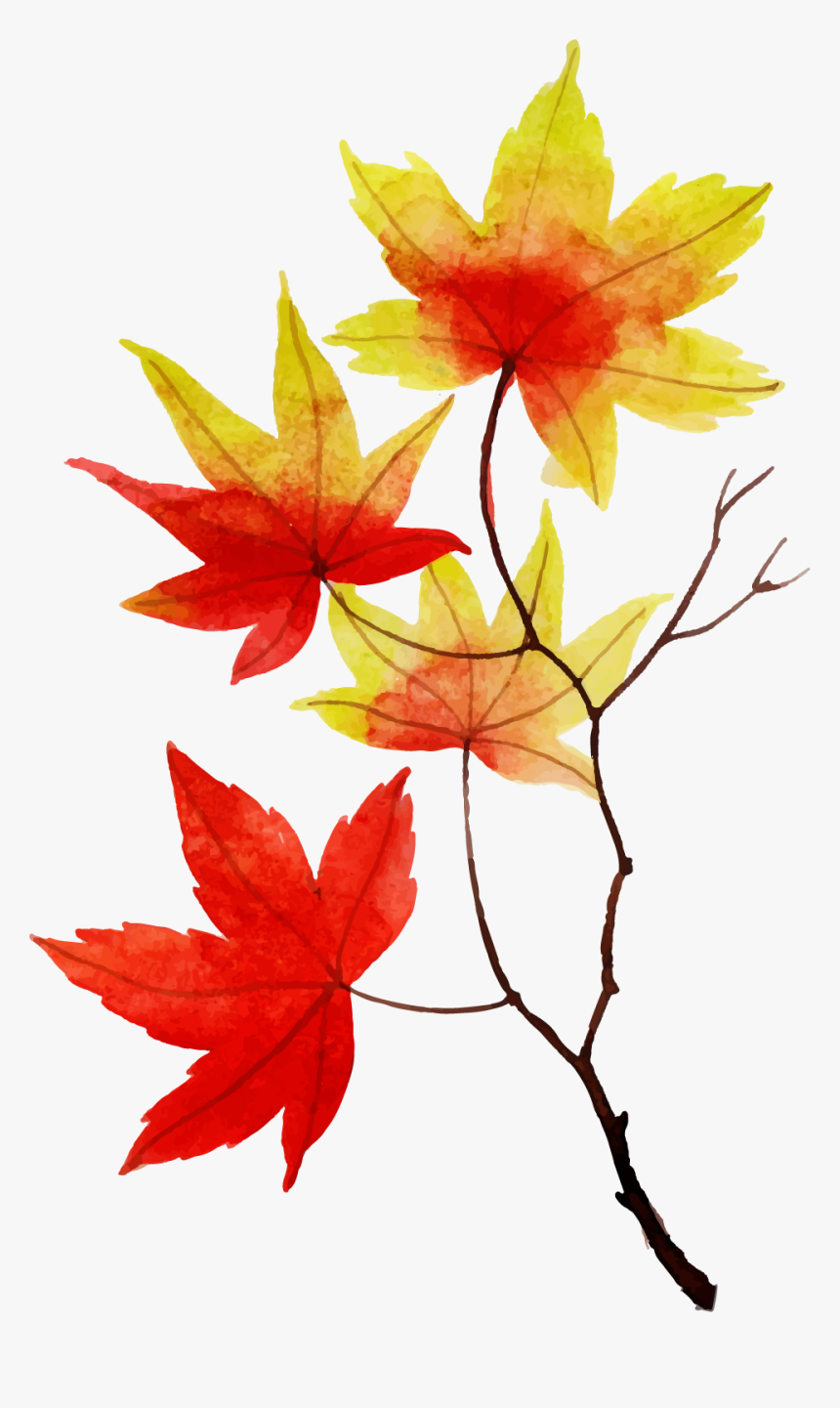 Maple Leaf, HD Png Download, Free Download