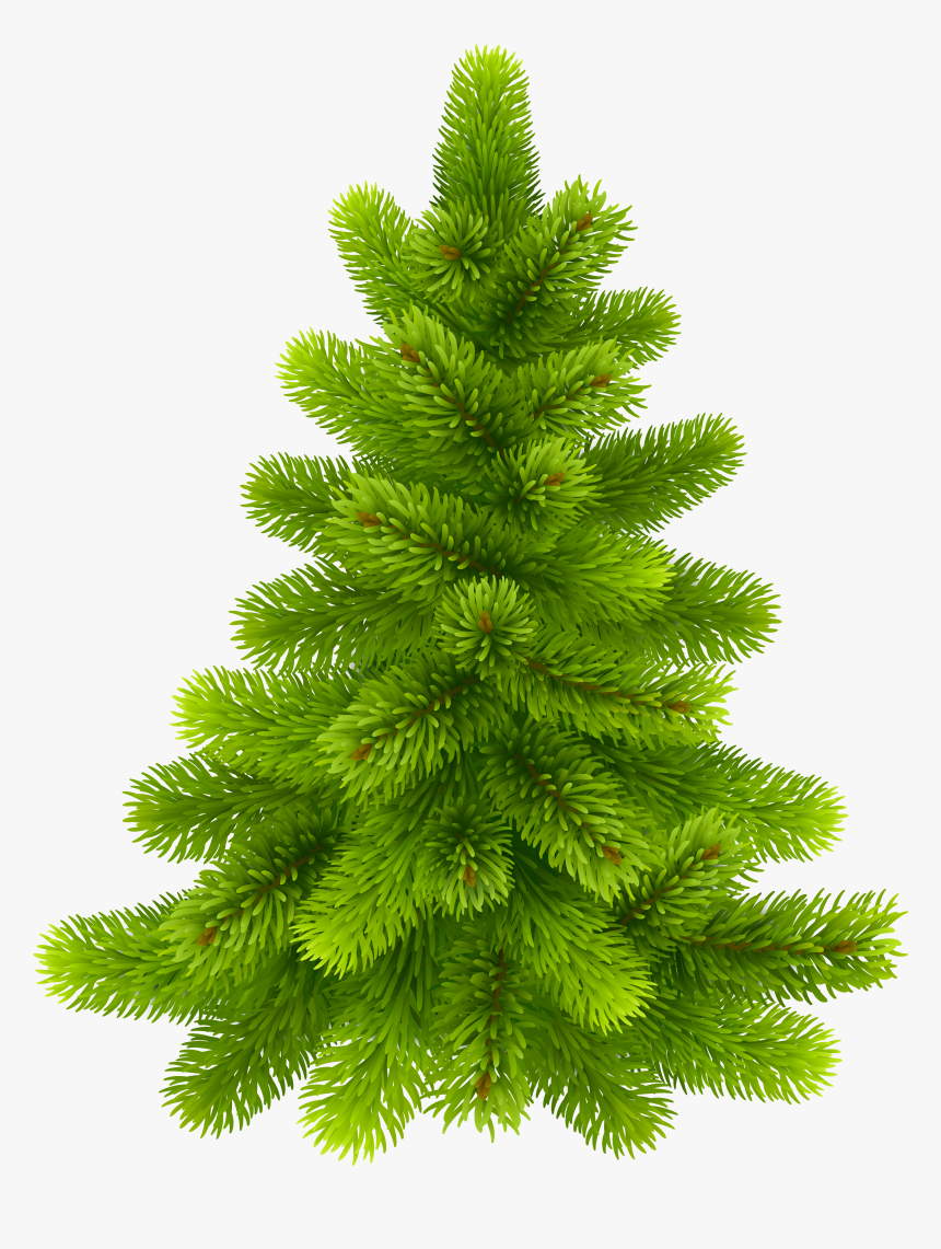 Photos Of Clip Art Pine Trees Medium Size - Portable Network Graphics, HD Png Download, Free Download