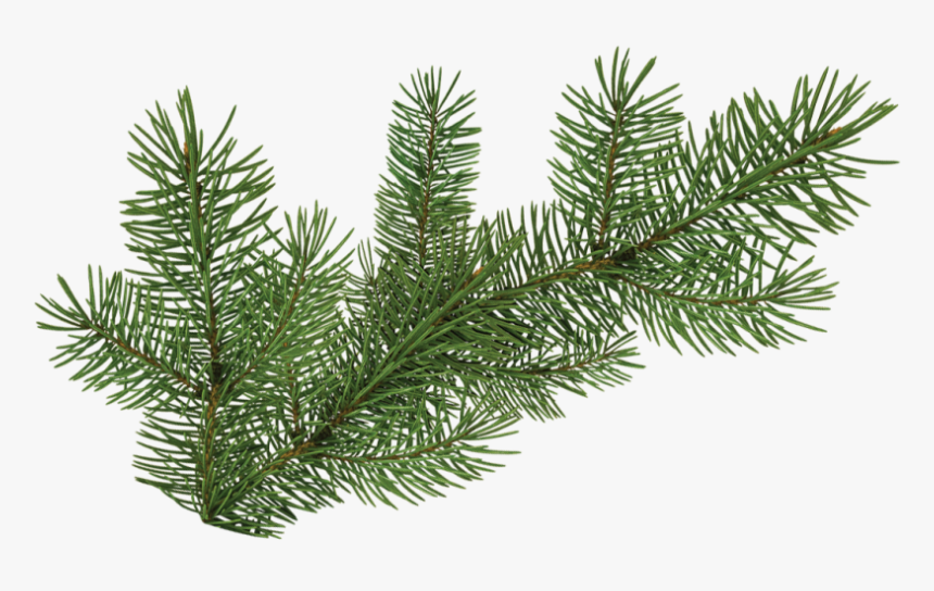 Pine Tree Branch - Pine Branch Graphics, HD Png Download, Free Download