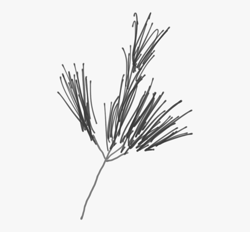 Sketch Of A White Pine Branch - Western Yellow Pine, HD Png Download, Free Download