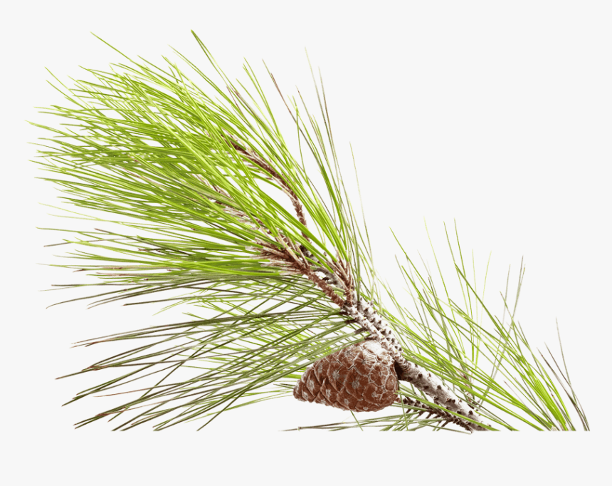 Shortstraw Pine, HD Png Download, Free Download