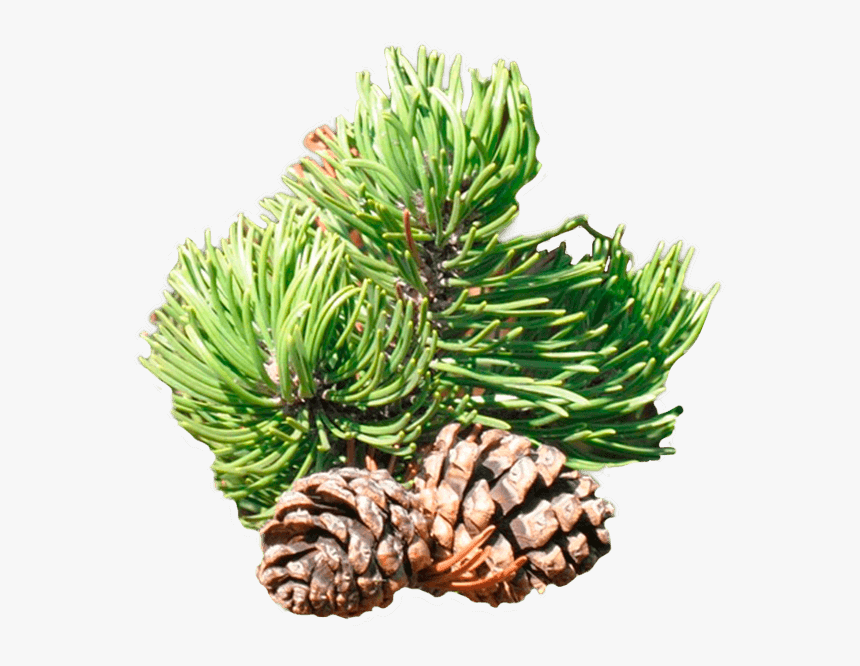 Pine - Mexican Pinyon, HD Png Download, Free Download