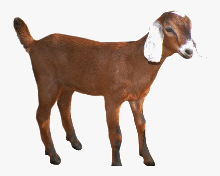 Goat Free Oats Head Clipart Group Transparent Background - Goat Transparent Background, HD Png Download, Free Download