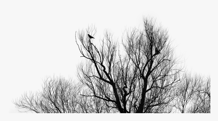 Tree, Birds, Silhouette, Foreground, Isolated - Black Foreground Png, Transparent Png, Free Download