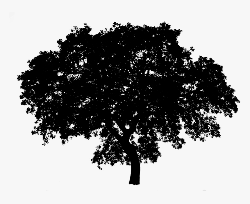 Tree Silhouette - Transparent Background Oak Tree Png, Png Download, Free Download