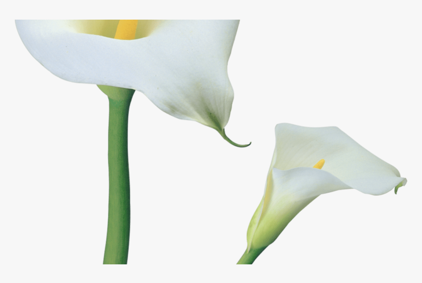 Transparent Calla Lilies Flowers Png Clipart Gallery - Calas Vector Png, Png Download, Free Download