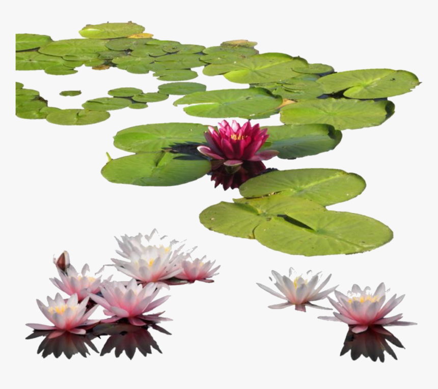 Fragrant White Water Lily,flower,aquatic Plant,water - Water Lilies Png, Transparent Png, Free Download