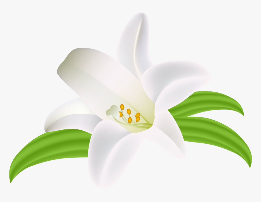 Lilium Flower Png Clipart Image - Lilium Png, Transparent Png, Free Download