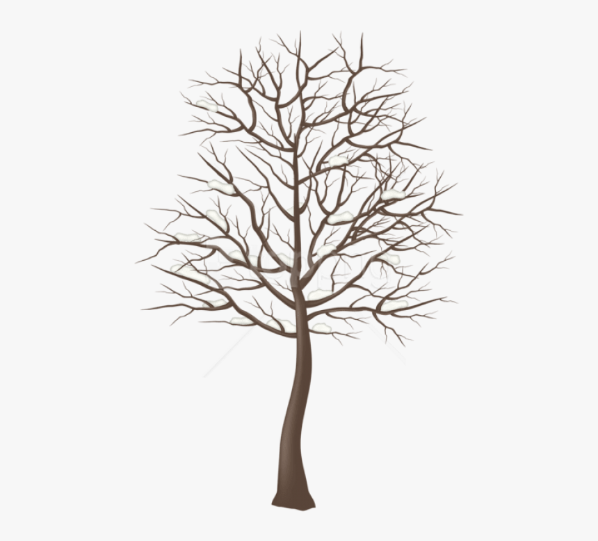 Tree,branch,leaf,woody Plant,plant,twig,plant Stem,botany,trunk,grass - Tree Clipart Transparent Background, HD Png Download, Free Download