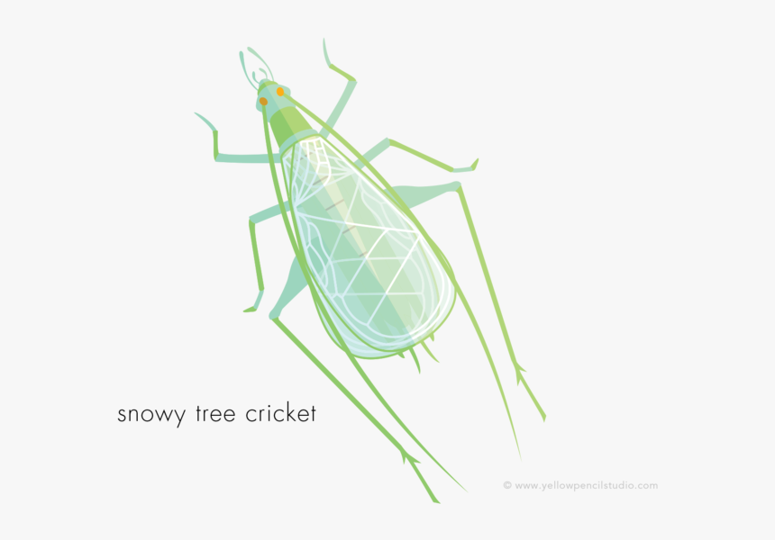 Cicada, HD Png Download, Free Download