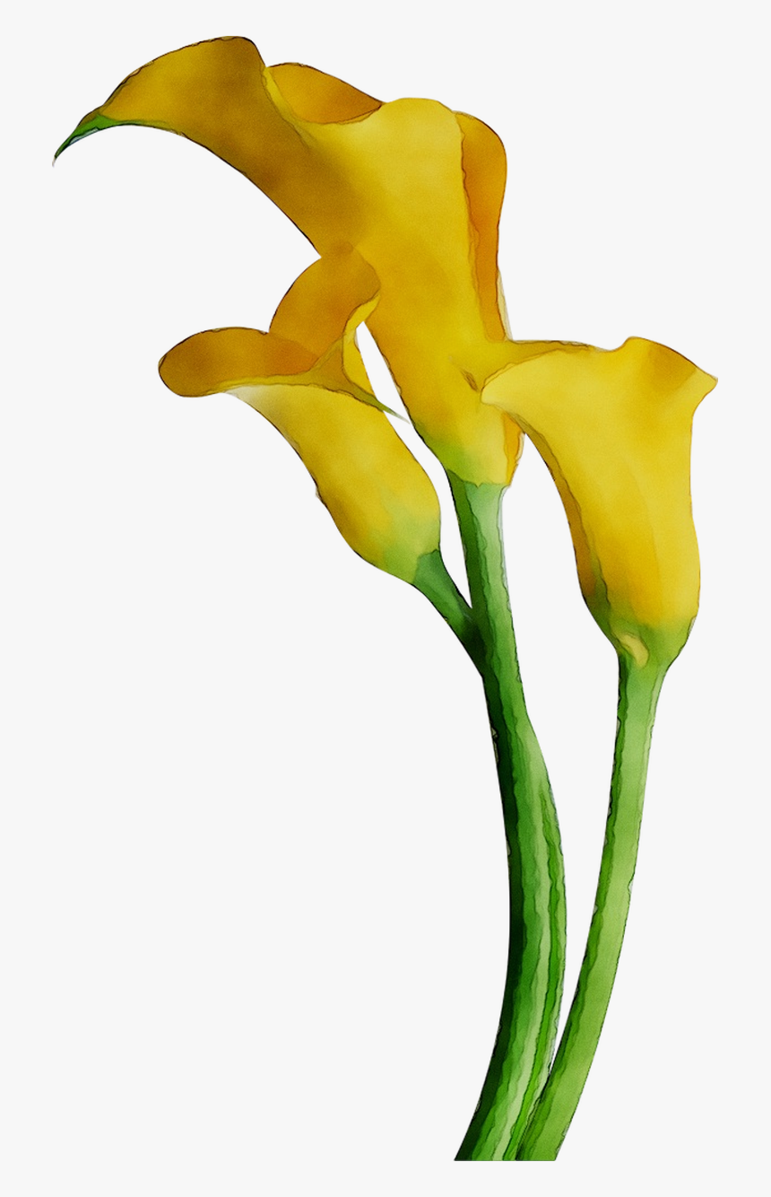 Arum-lily Lilies Cut Flowers Yellow Arum Bog Clipart - Iris, HD Png Download, Free Download