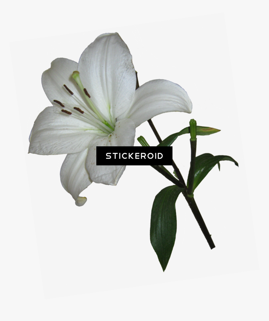 White Lily Transparent Background Clipart , Png Download - Lily Flower Transparent Background, Png Download, Free Download