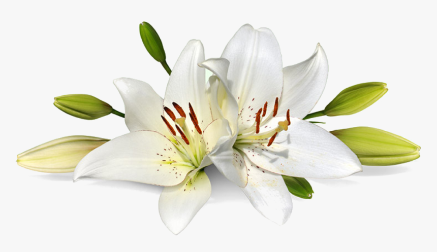 Easter Lilies - Transparent Background Easter Lily Png, Png Download, Free Download