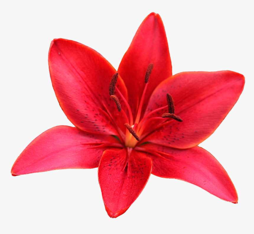 #lily #flower #red #sharpened #freetoedit - Orange Lily, HD Png Download, Free Download