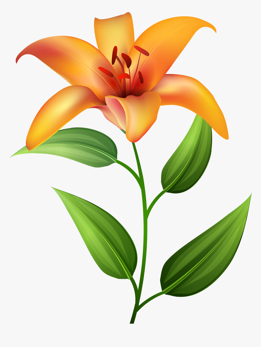 Orange Lilium Transparent Clip Artu200b Gallery Yopriceville, HD Png Download, Free Download