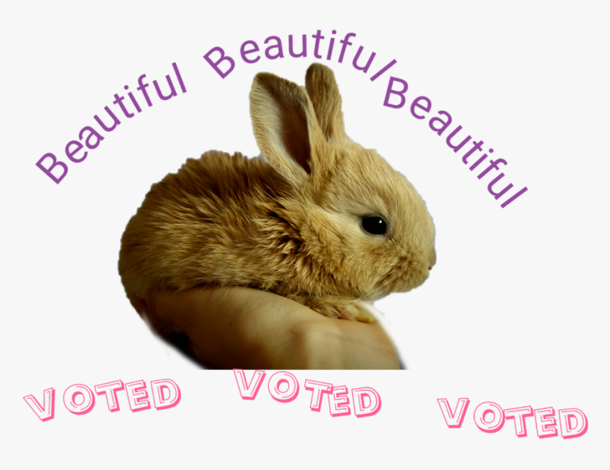 Transparent I Voted Sticker Png - Domestic Rabbit, Png Download, Free Download