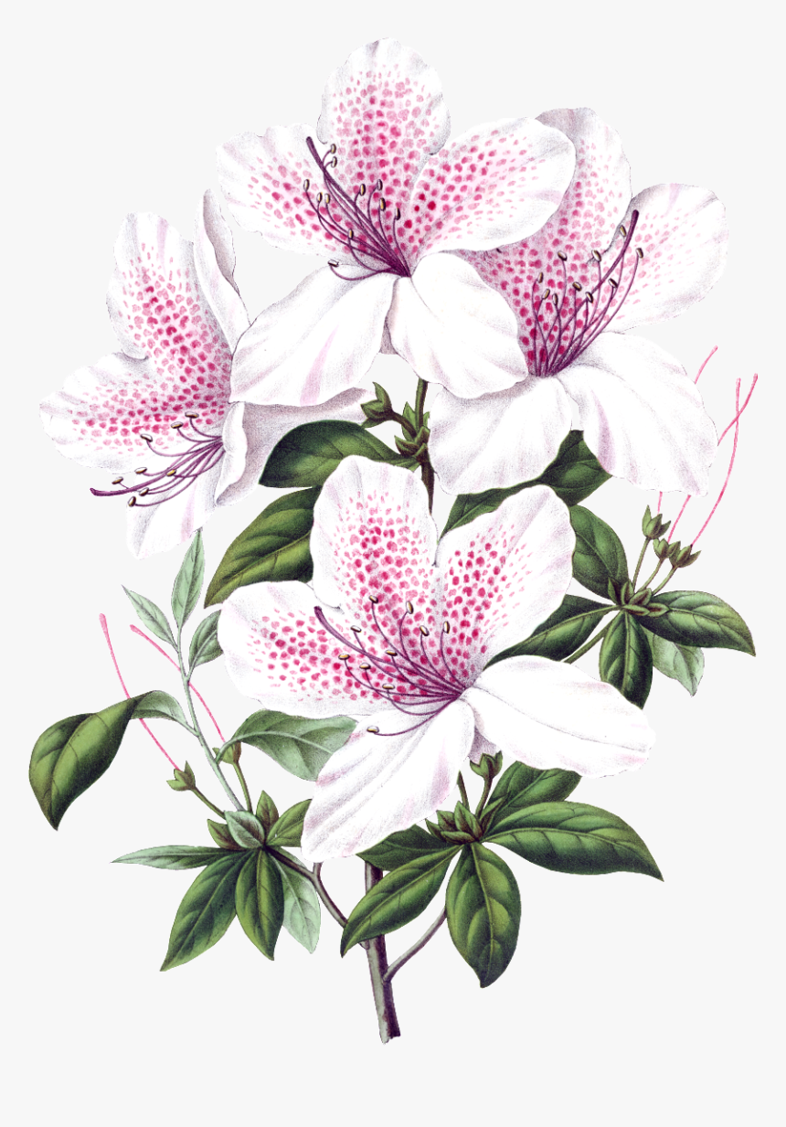Beautiful Blooming Lily Flowers Transparent - Azalea Flower Scientific Illustration, HD Png Download, Free Download
