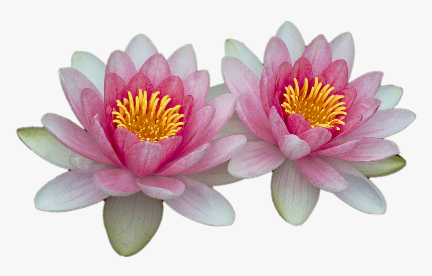 Water Lilies - Water Lily Transparent Background, HD Png Download, Free Download