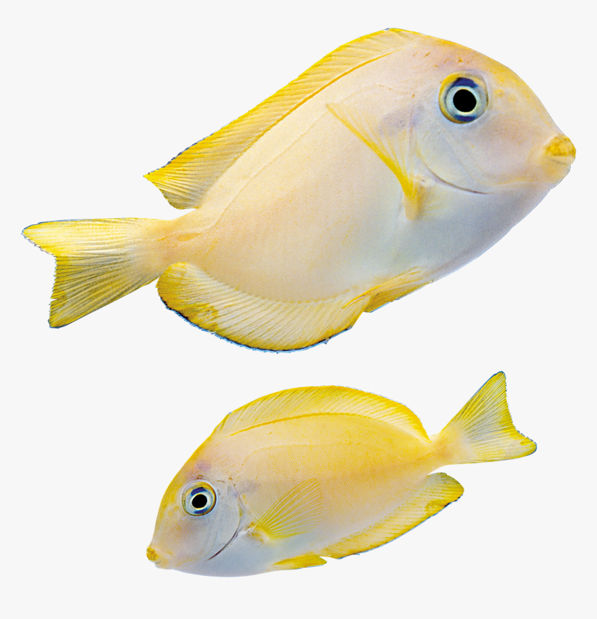 Free Download Of Fish Transparent Png File - Marine Fishes Png, Png Download, Free Download