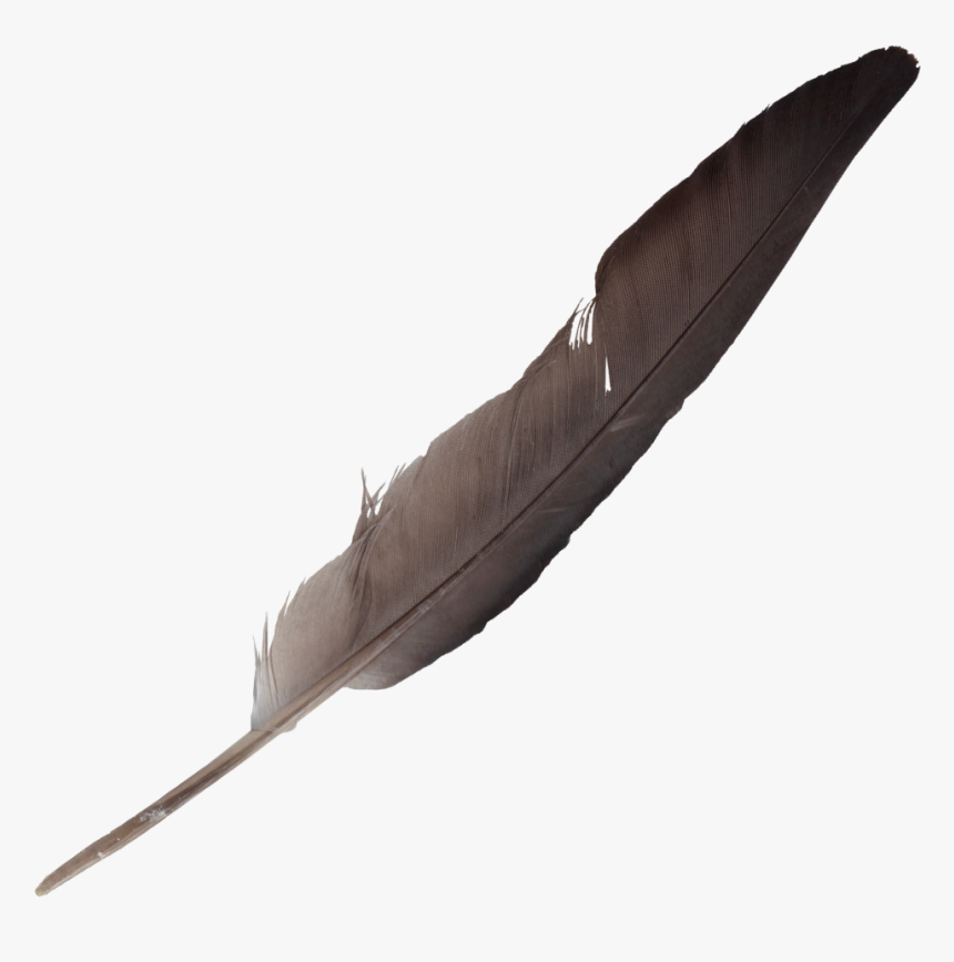Feather-5 - Feather Quill Transparent Background, HD Png Download, Free Download