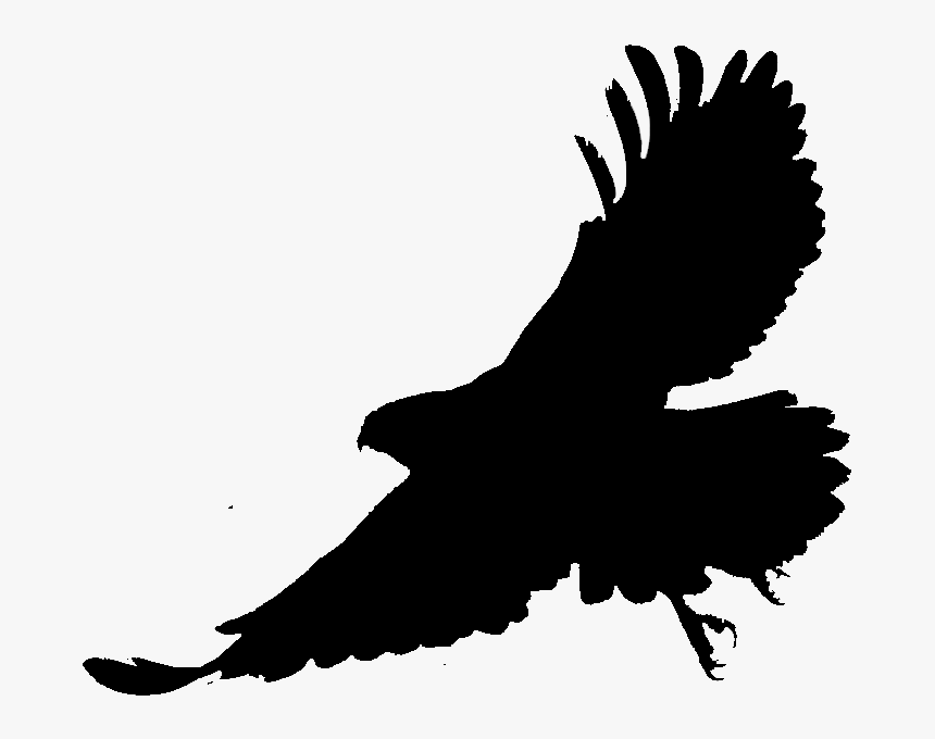 Bald Eagle Silhouette Fauna Beak - Hawk, HD Png Download, Free Download