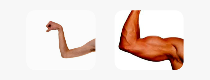 Strong And Weak Png-pluspng - Strong And Weak Muscles, Transparent Png, Free Download