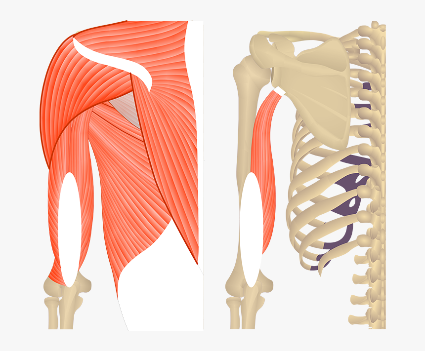 Medial Head Of The Triceps Brachii, HD Png Download, Free Download