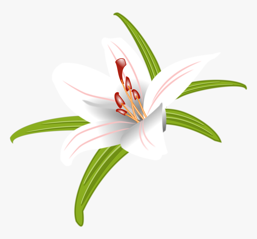 White stargazer lily