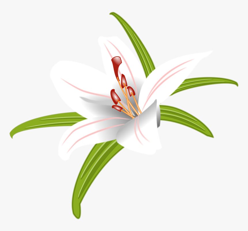 Lily, Flower, Easter, Nature, Spring, White, Bloom - Stargazer Lily, HD Png Download, Free Download