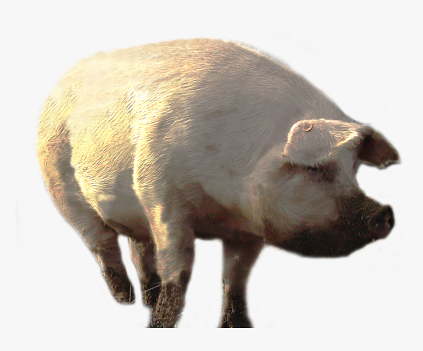 Boar - Big Pig Png, Transparent Png, Free Download