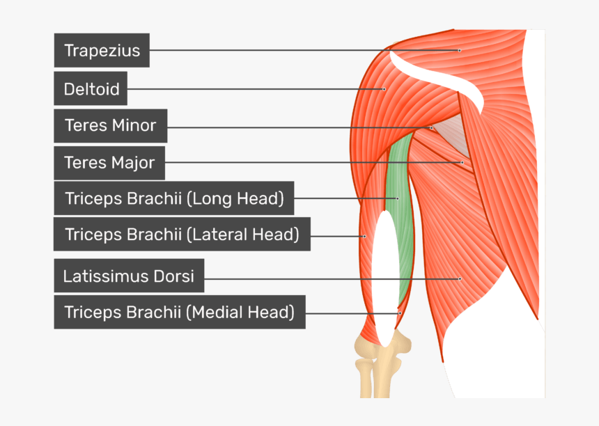 Posterior View Of The Shoulder And Arm Triceps Brachii - Get Body Smart, HD Png Download, Free Download